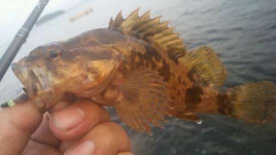 �����Υ���Х�