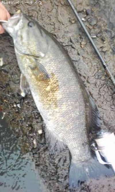 ���⡼��ޥ����Х�