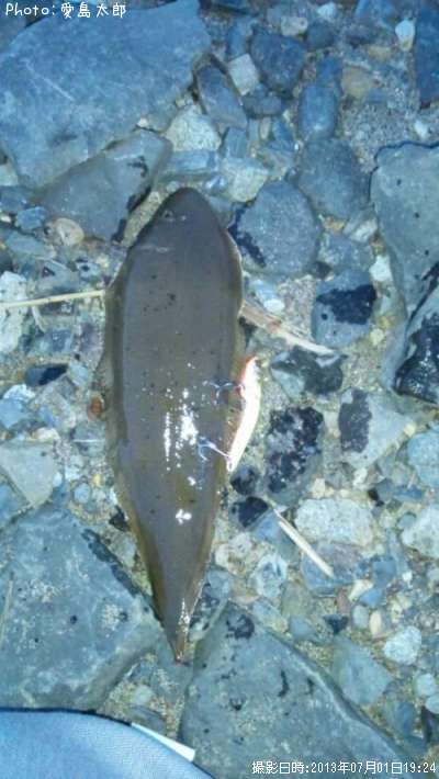 ���쥤����֡�