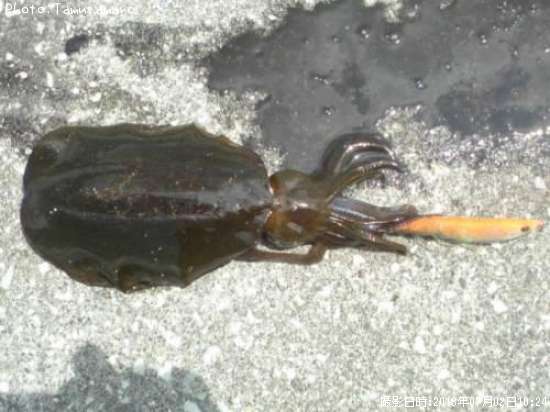 �����ꥤ��