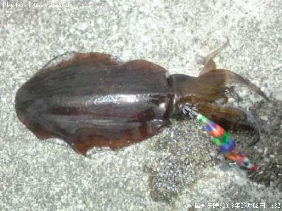 �����ꥤ��