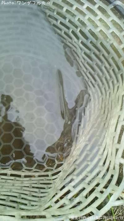 �쥤��ܡ��ȥ饦��