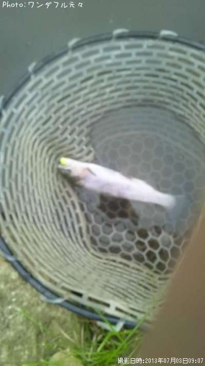 �쥤��ܡ��ȥ饦��