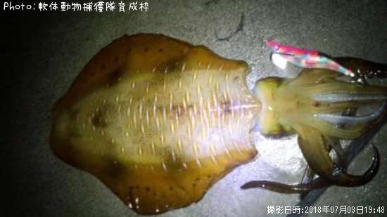 �����ꥤ��