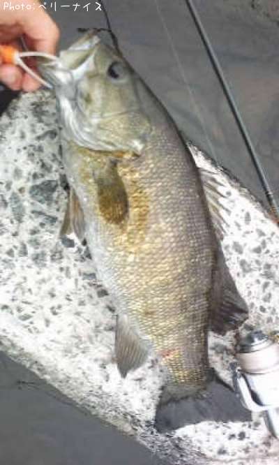 ���⡼��ޥ����Х�