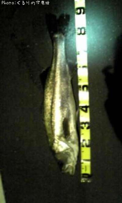 �����Х�