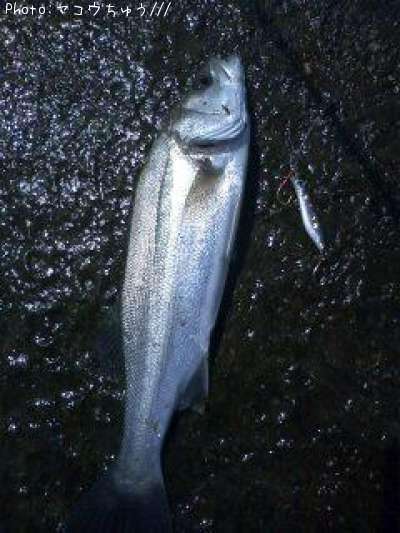 �����Х�