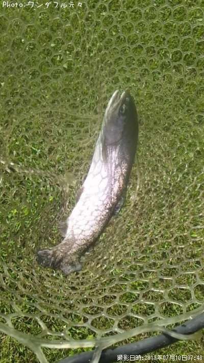 �쥤��ܡ��ȥ饦��