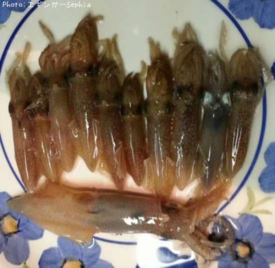 �ҥ�������ꥤ��