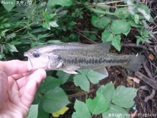 �֥�å��Х�