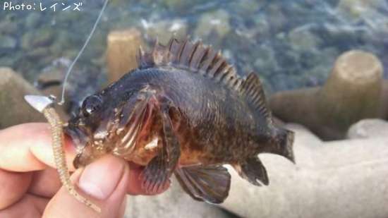 ��饽���������Υ����ޥ���