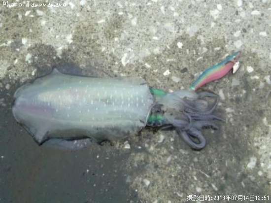 �����ꥤ��