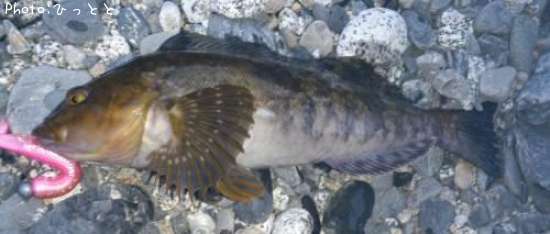 �����ʥ�