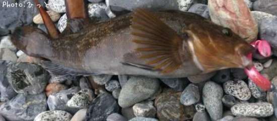 �����ʥ�