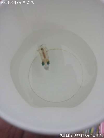 �����ꥤ��