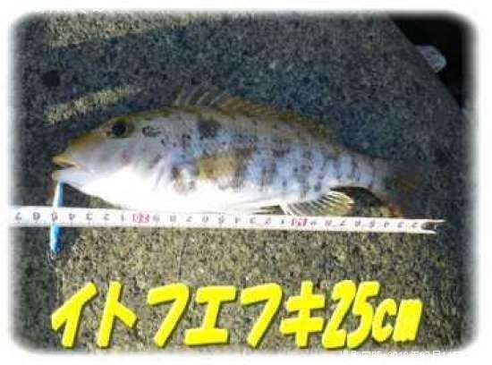 ���ȥե��ե�