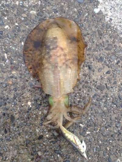 �����ꥤ��