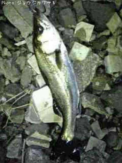 �����Х�