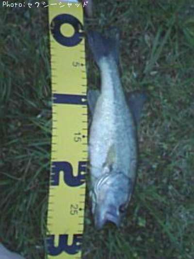 �֥�å��Х�