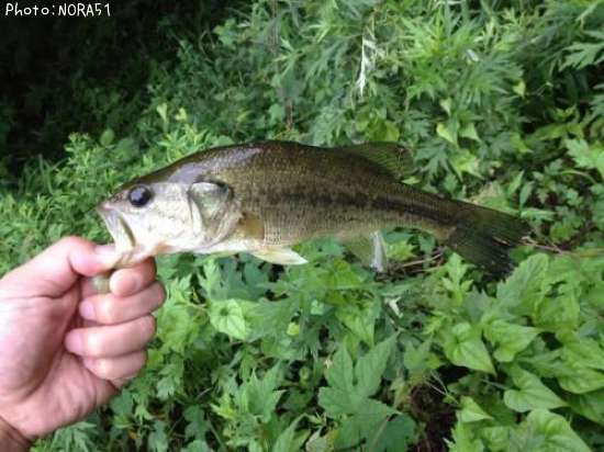 �֥�å��Х�