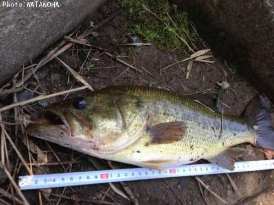 �֥�å��Х�