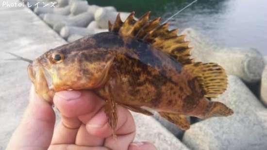 �����Υ���Х�