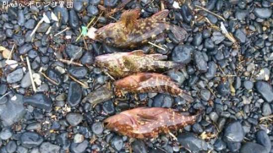 �����ϥ�