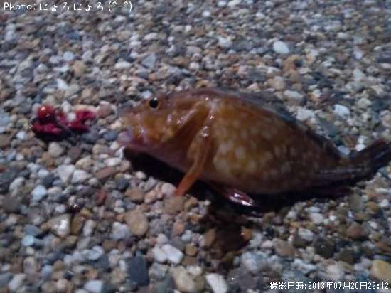 ���å�����