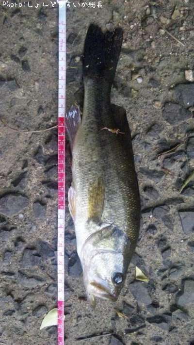 �֥�å��Х�