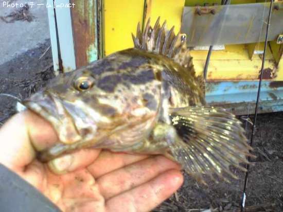 �����Υ���Х�