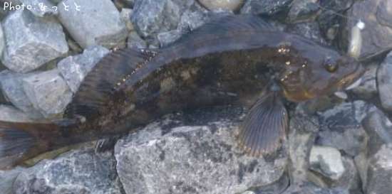 �����ʥ�