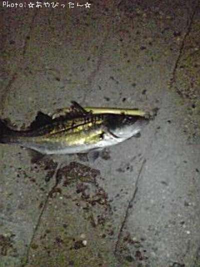 �����Х�