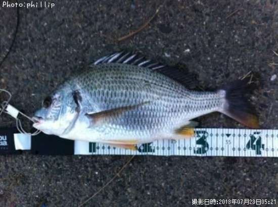 ���������ʥ��ӥ��