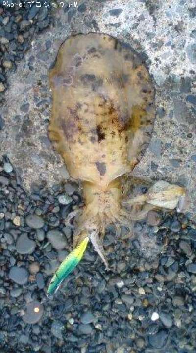 �����ꥤ��