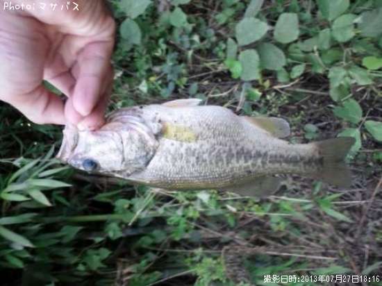 �֥�å��Х�