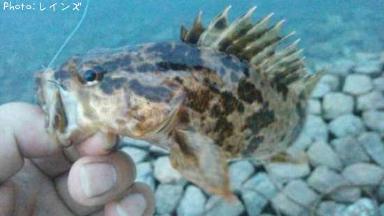 �����Υ���Х�