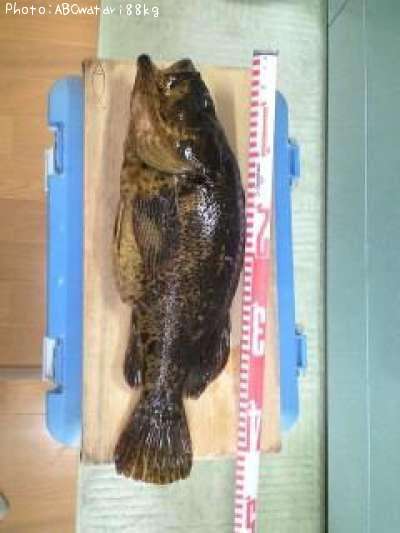 �٥å�������