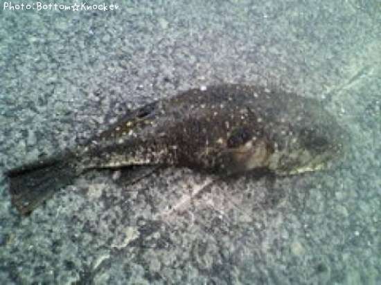 �����ե�