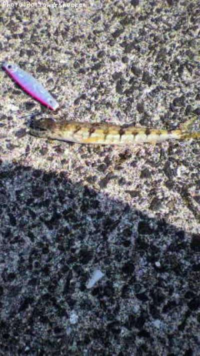 �ߥʥߥ�������