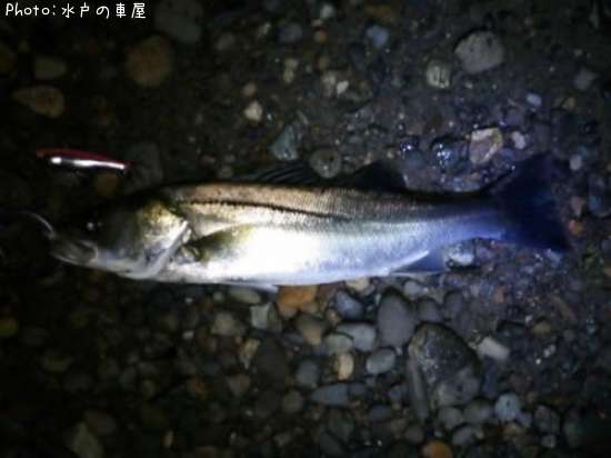 �����Х�