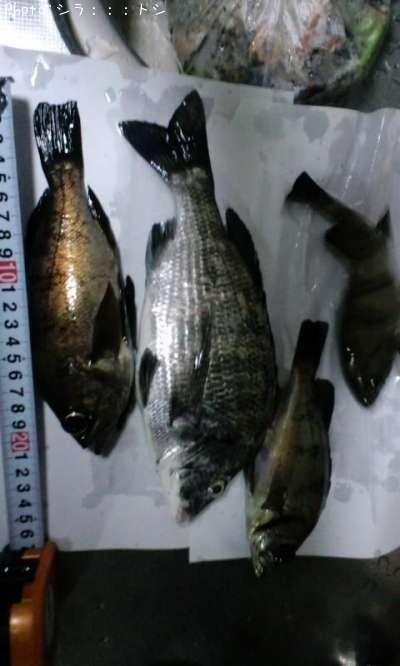 ��Х롡����