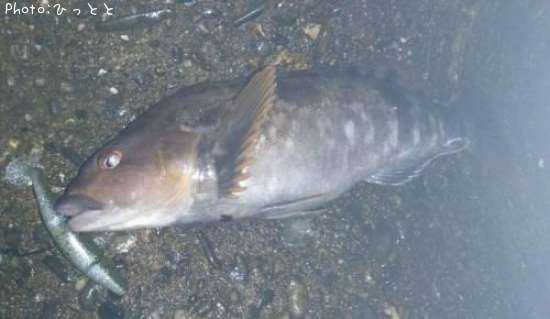 �����ʥ�