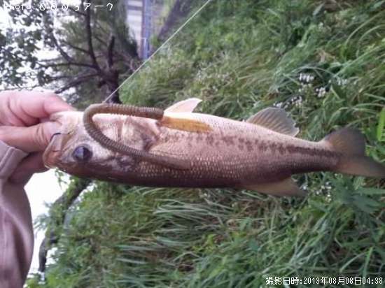 �֥�å��Х�