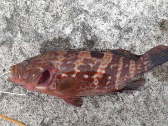 �����ϥ�