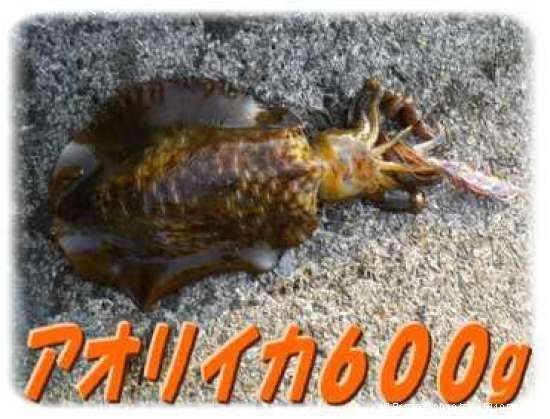 �����ꥤ��