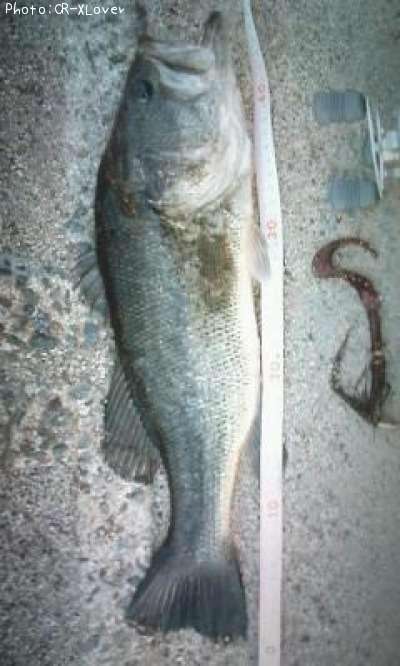 �֥�å��Х�