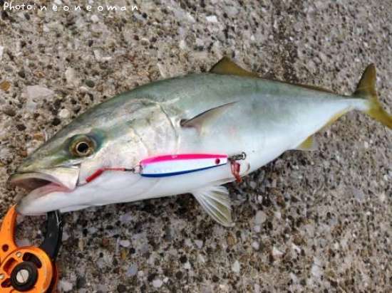 �參�����