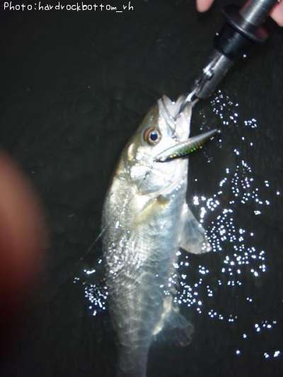 �����Х�