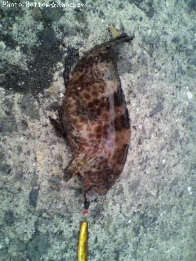 �������ϥ�