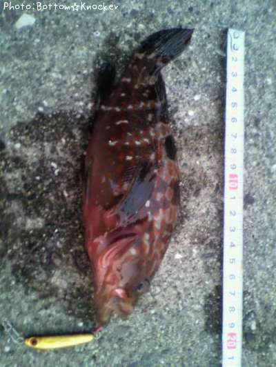 �����ϥ�